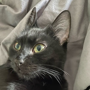 Meet your Posher, Jericho